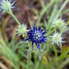 Eryngium ovinum at Kaleen, ACT - 15 Nov 2024 11:00 AM