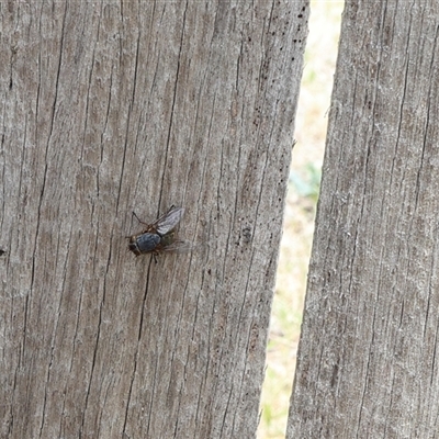 Unidentified True fly (Diptera) at Lyons, ACT - 15 Nov 2024 by ran452