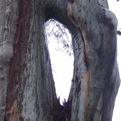 Eucalyptus sp. at Carrathool, NSW - 11 Nov 2021 by MB