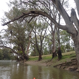 Eucalyptus camaldulensis at suppressed - suppressed