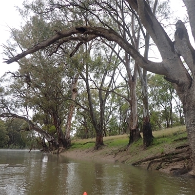 Eucalyptus sp. at Carrathool, NSW - 11 Nov 2021 by MB