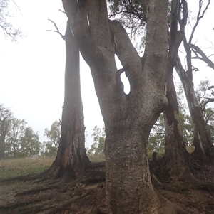 Eucalyptus camaldulensis at suppressed - suppressed