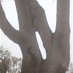 Eucalyptus camaldulensis at suppressed - suppressed