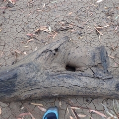 Eucalyptus sp. (A Gum Tree) at Carrathool, NSW - 12 Nov 2021 by MB