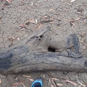 Eucalyptus sp. at Carrathool, NSW - suppressed