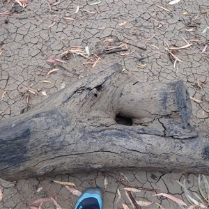 Eucalyptus sp. at Carrathool, NSW by MB