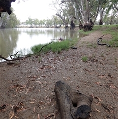 Eucalyptus sp. at Carrathool, NSW - suppressed