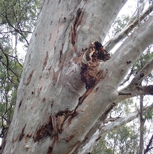 Eucalyptus camaldulensis at suppressed - suppressed