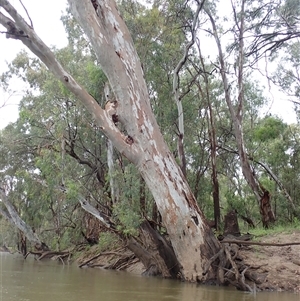 Eucalyptus camaldulensis at suppressed - suppressed