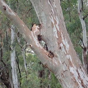 Eucalyptus camaldulensis at suppressed - suppressed