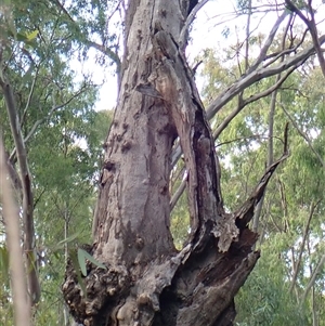 Eucalyptus camaldulensis at suppressed - suppressed