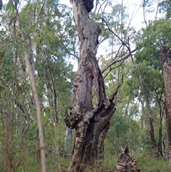 Eucalyptus camaldulensis at suppressed - suppressed