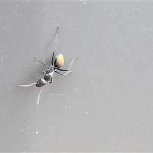 Camponotus aeneopilosus at Lyons, ACT - 15 Nov 2024 12:51 PM