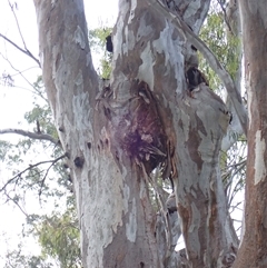 Eucalyptus sp. at Carrathool, NSW - 13 Nov 2021 by MB