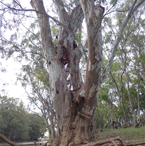 Eucalyptus camaldulensis at suppressed - suppressed