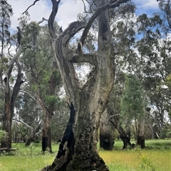 Eucalyptus sp. at Carrathool, NSW - 13 Nov 2021 by MB