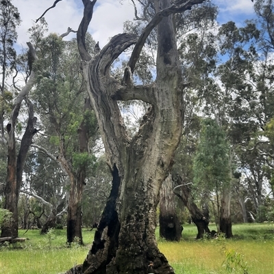 Eucalyptus sp. at Carrathool, NSW - 13 Nov 2021 by MB