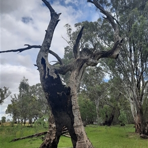 Eucalyptus camaldulensis at suppressed - suppressed