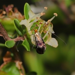 Nemophora (genus) at Acton, ACT - 13 Nov 2024 by TimL