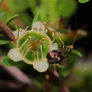 Nemophora (genus) at Acton, ACT - 13 Nov 2024