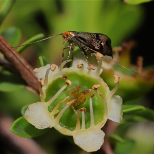 Nemophora (genus) at Acton, ACT - 13 Nov 2024