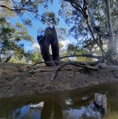 Eucalyptus sp. at Hay, NSW - 14 Nov 2021 by MB