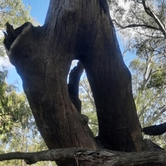 Eucalyptus camaldulensis at suppressed - suppressed