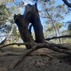 Eucalyptus camaldulensis at suppressed - suppressed