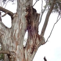 Eucalyptus sp. at Hay, NSW - 13 Nov 2021 by MB