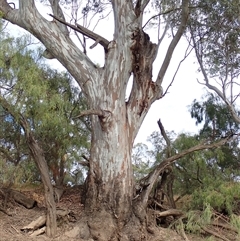 Eucalyptus camaldulensis at suppressed - suppressed