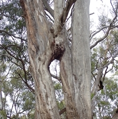 Eucalyptus sp. at Hay South, NSW - 13 Nov 2021 by MB