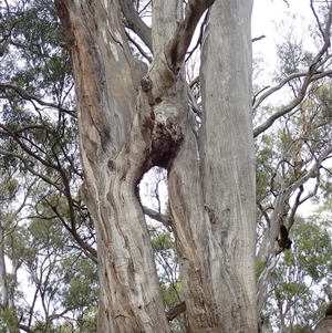 Eucalyptus sp. at Hay South, NSW by MB