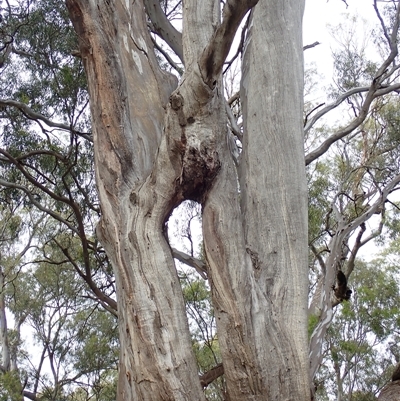 Eucalyptus sp. at Hay South, NSW - 13 Nov 2021 by MB