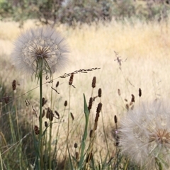 Tragopogon sp. (A Goatsbeard) at Hawker, ACT - 2 Dec 2015 by Jennybach