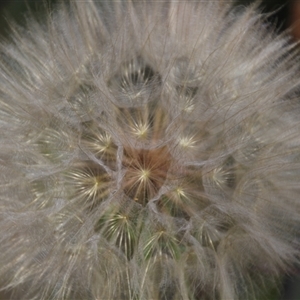 Tragopogon sp. at Hawker, ACT - 2 Dec 2015 02:37 PM