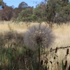 Tragopogon sp. at Hawker, ACT - 2 Dec 2015 02:37 PM