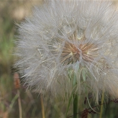 Tragopogon sp. at Hawker, ACT - 2 Dec 2015 02:37 PM