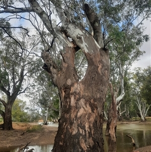 Eucalyptus sp. at Hay South, NSW by MB