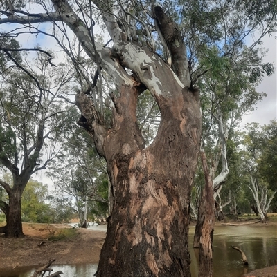 Eucalyptus sp. at Hay South, NSW - 14 Nov 2021 by MB