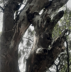 Eucalyptus camaldulensis at suppressed - suppressed