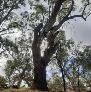 Eucalyptus camaldulensis at suppressed - suppressed