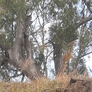 Eucalyptus sp. at Hay South, NSW by MB