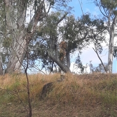 Eucalyptus camaldulensis at suppressed - suppressed