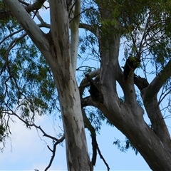 Eucalyptus camaldulensis at suppressed - suppressed