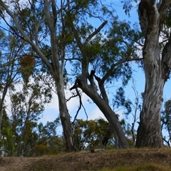 Eucalyptus camaldulensis at suppressed - suppressed