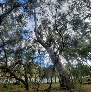 Eucalyptus sp. at Hay South, NSW - suppressed