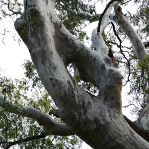 Eucalyptus sp. at Hay South, NSW - suppressed