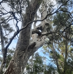 Eucalyptus sp. at Hay South, NSW - suppressed