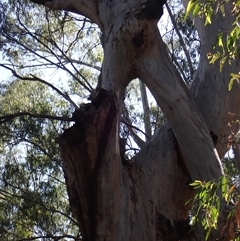 Eucalyptus sp. (A Gum Tree) at Hay, NSW - 16 Nov 2021 by MB