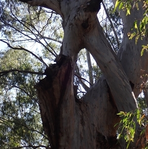 Eucalyptus sp. at Hay, NSW - suppressed
